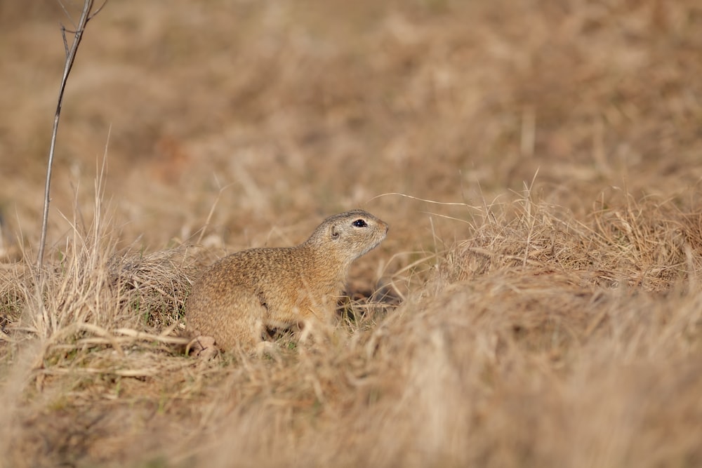 a small brown animal standing on top of a dry grass field