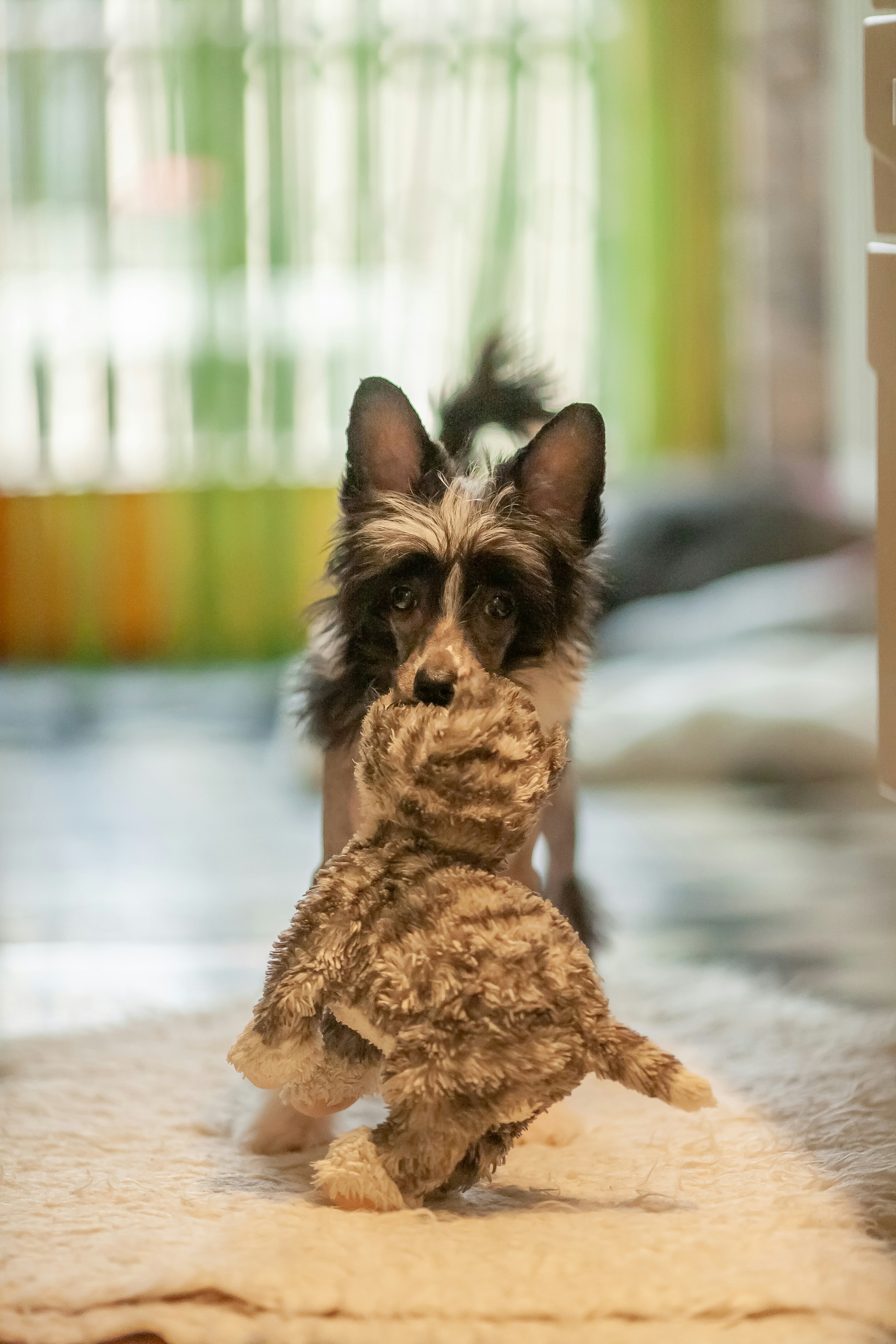 chinese crested dog price