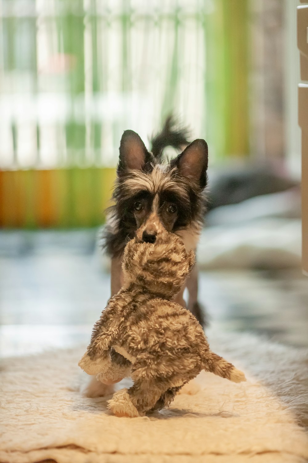 un piccolo cane in piedi sulle zampe posteriori che tiene un animale di peluche