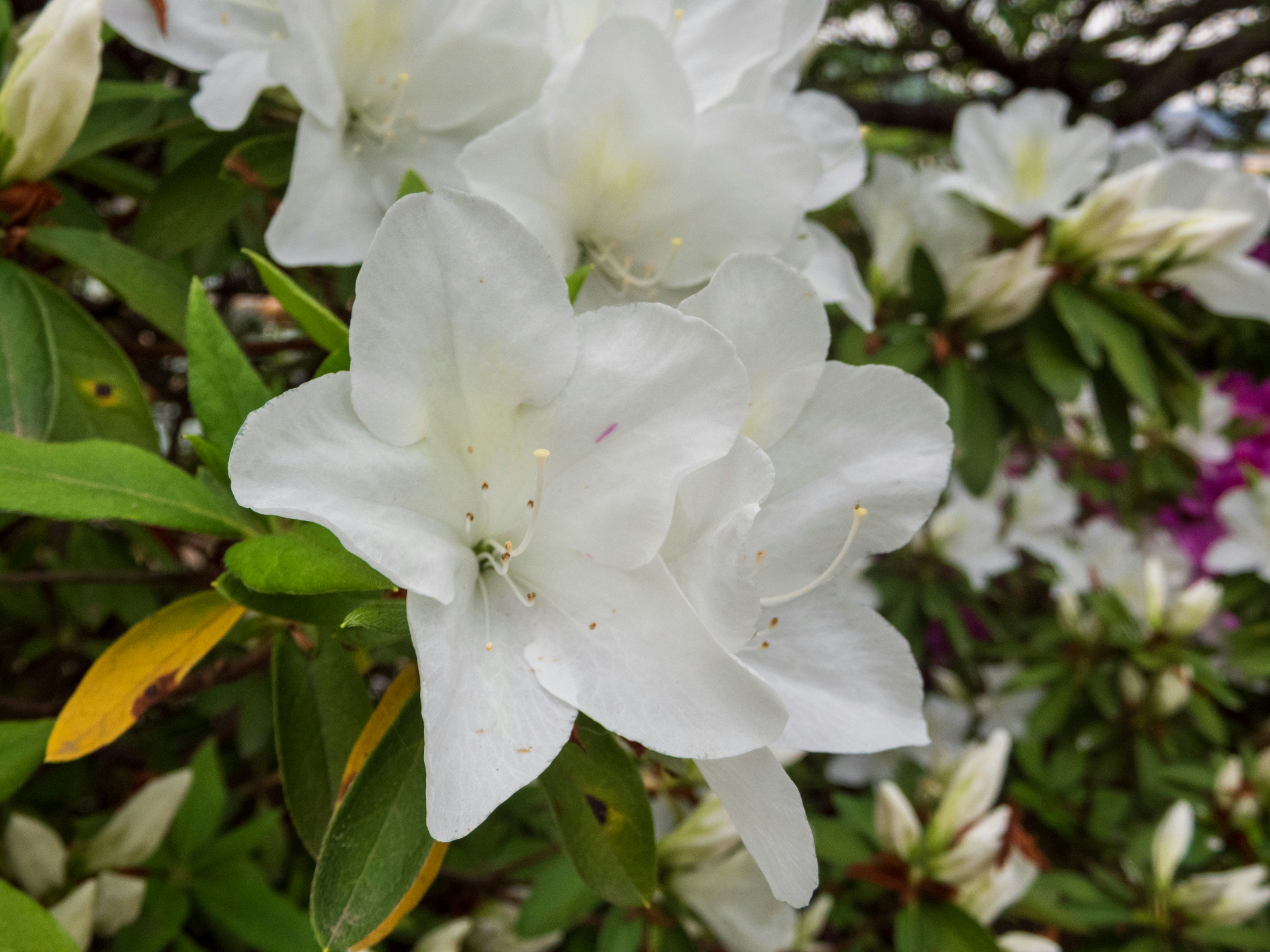 Photo by heppoko_yama