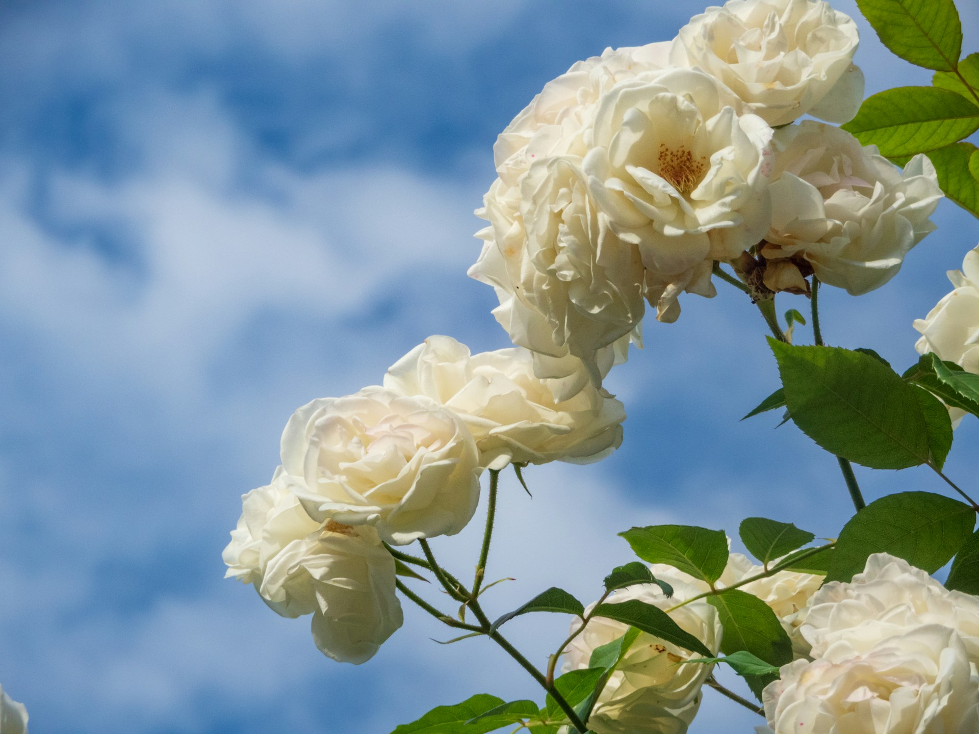 a bush of white roses with green leaves