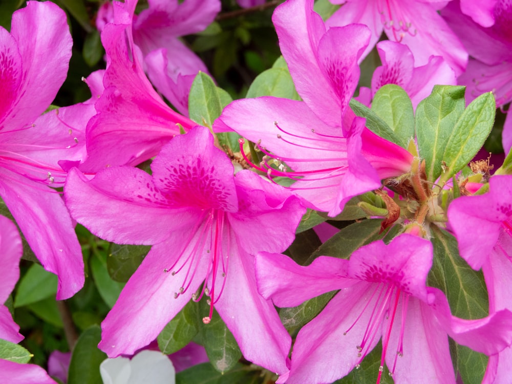 a bunch of pink flowers with green leaves