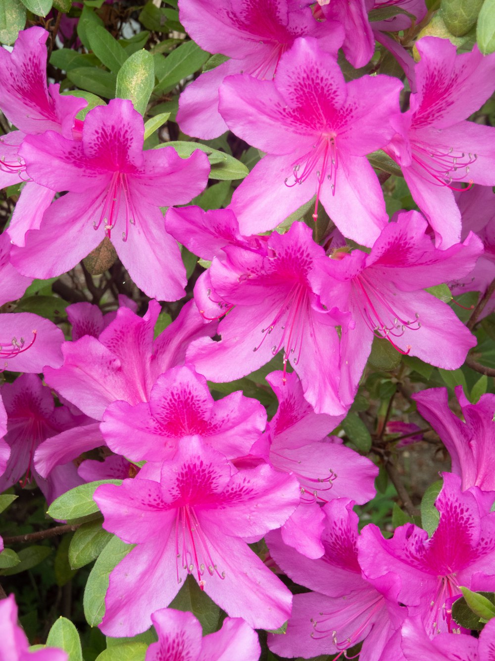 a bunch of pink flowers with green leaves