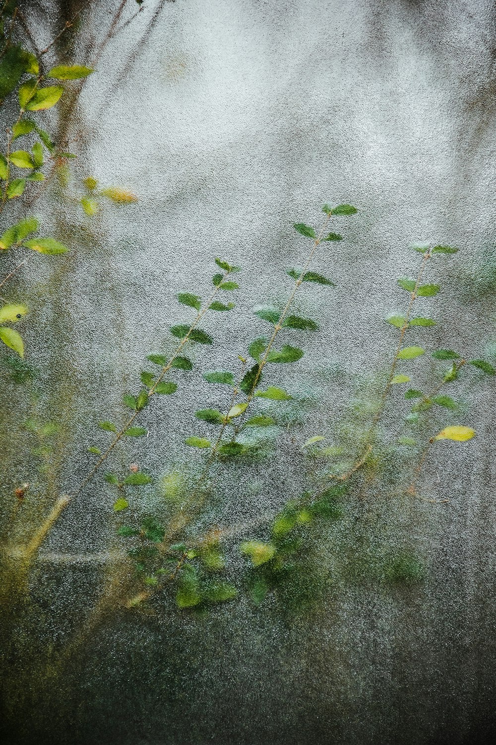 a blurry photo of a branch with green leaves