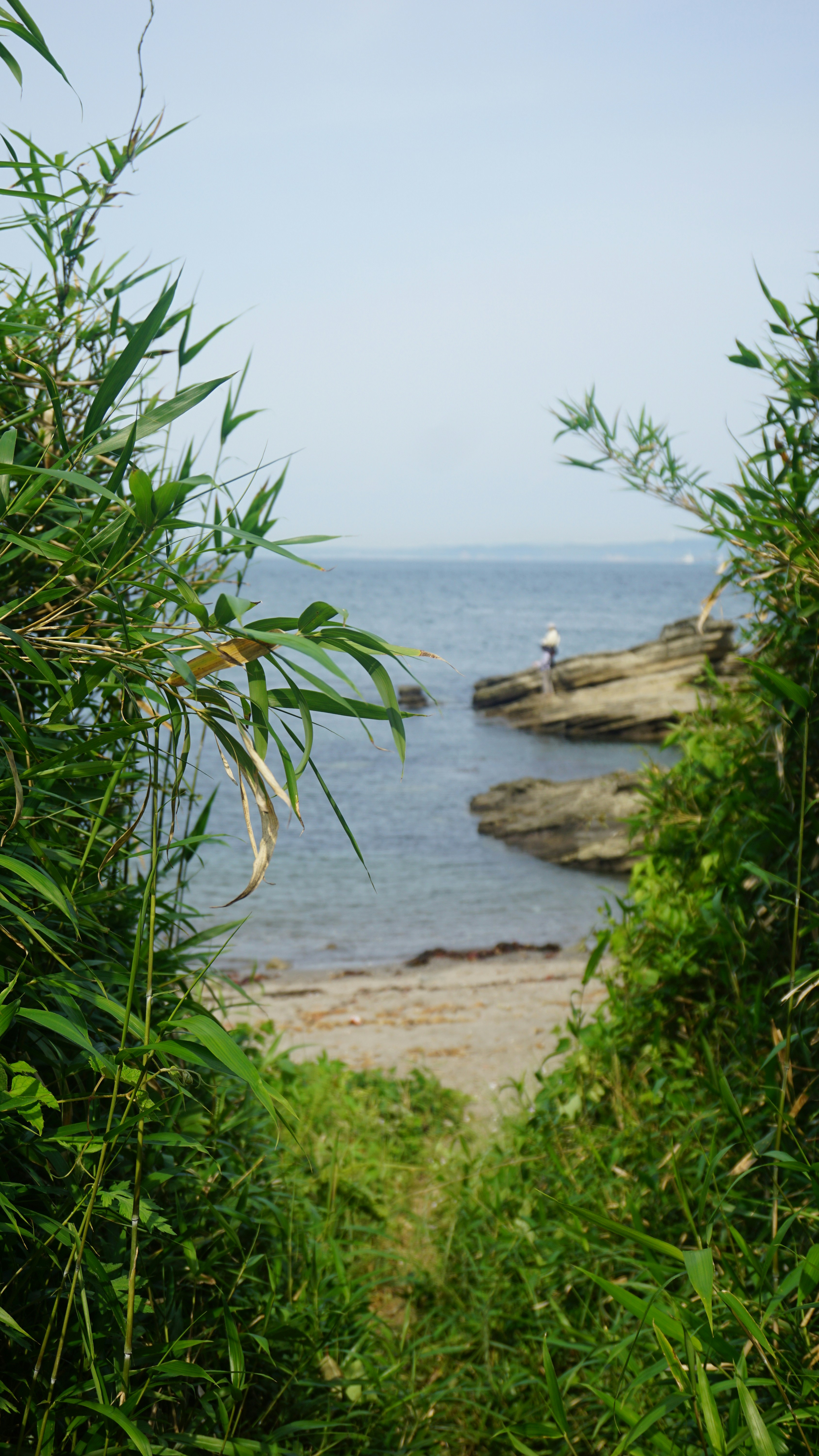 a view of a body of water through some bushes