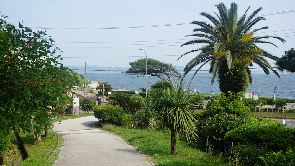 a road with a palm tree on the side of it