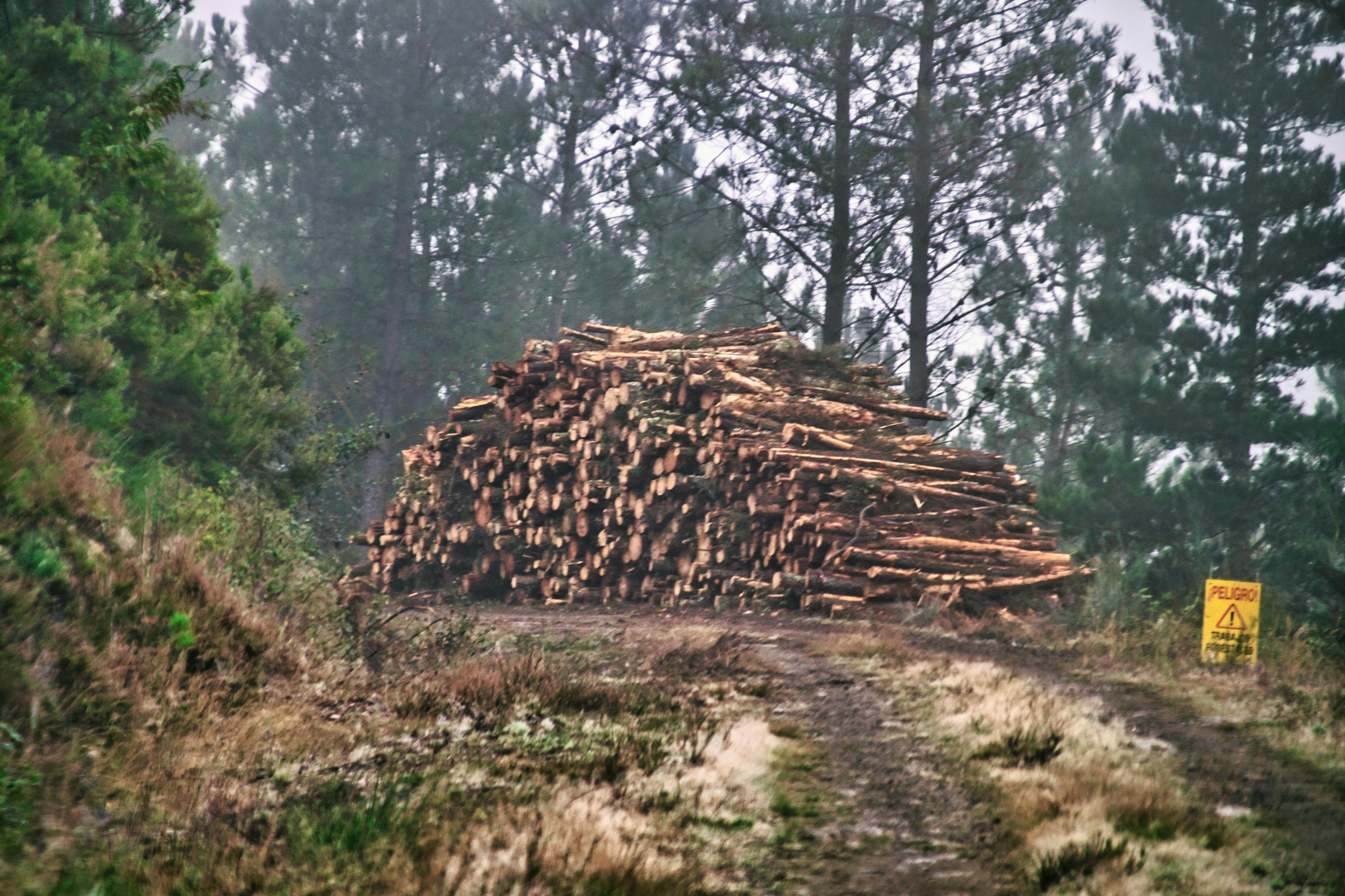 EU member states back delay to deforestation law