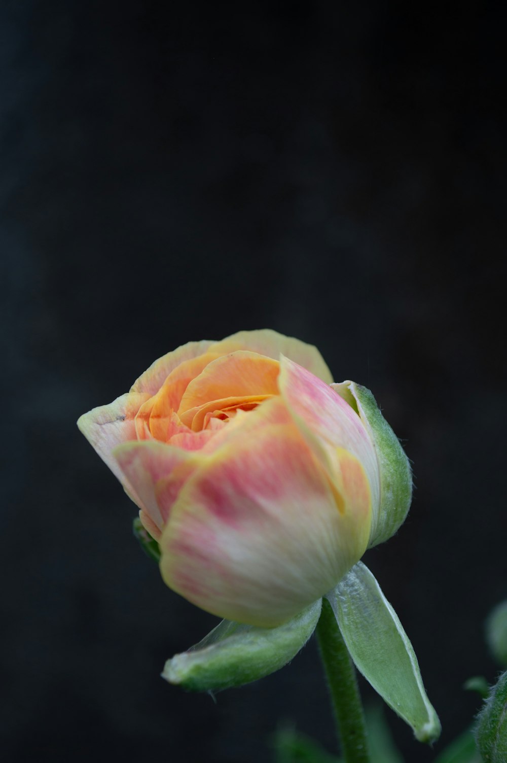 a pink and yellow flower with a dark background
