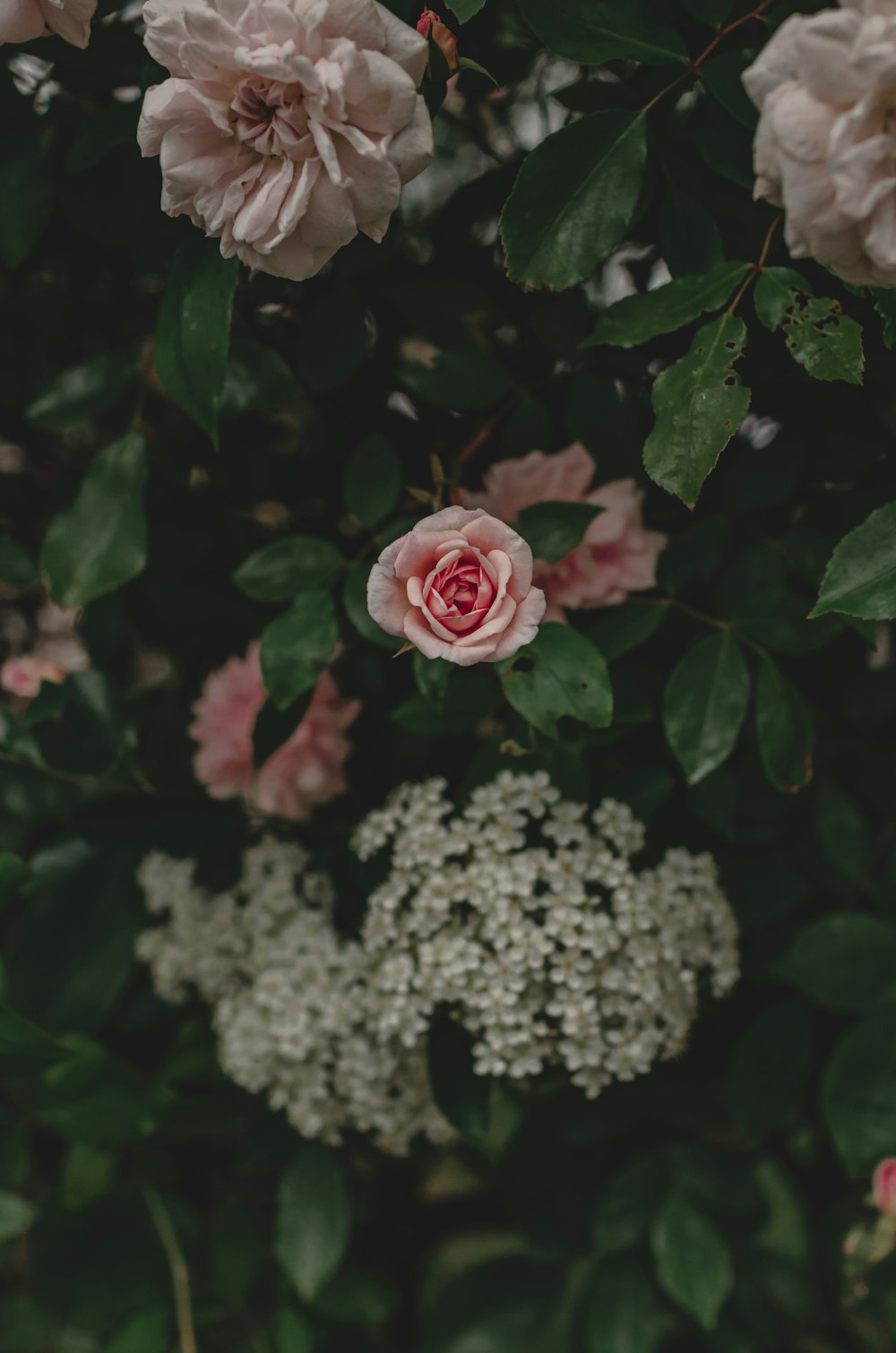 a close up of a pink flower on a bush