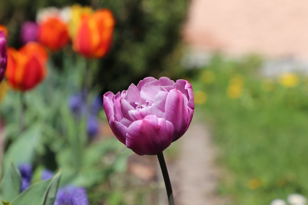 a close up of a purple flower in a garden