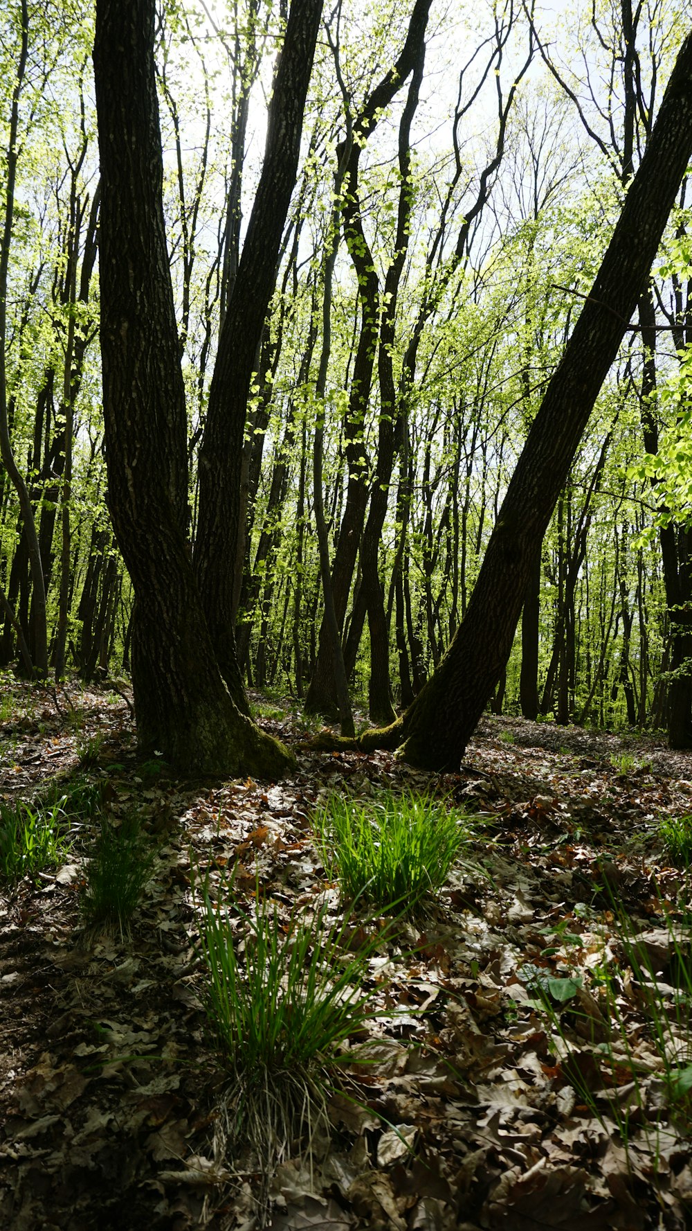 a bench in the middle of a wooded area