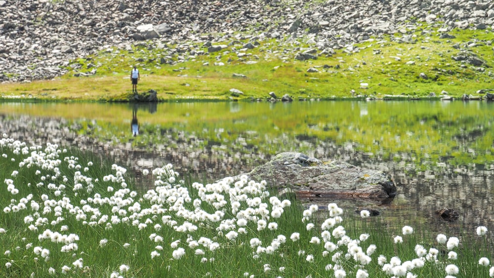 a field of white flowers next to a body of water