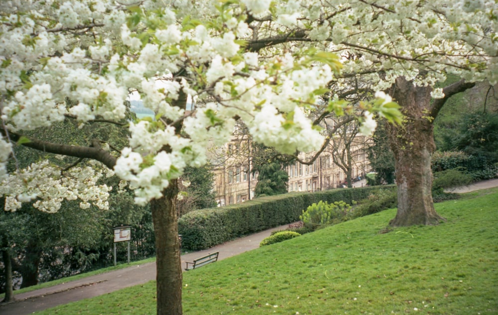 a tree with white flowers in front of a building