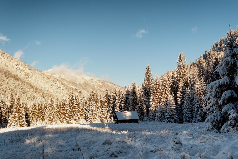 a snow covered field with trees in the background