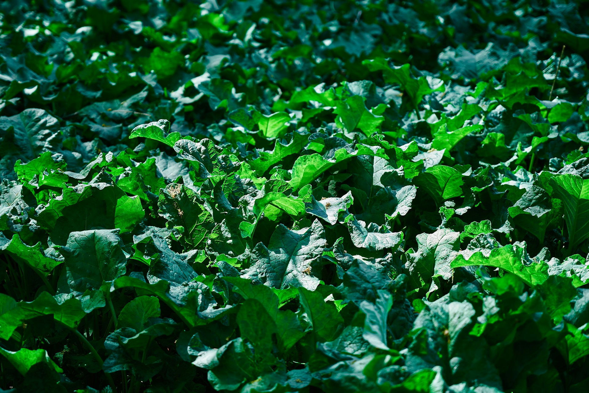 a close up of a field of green leaves