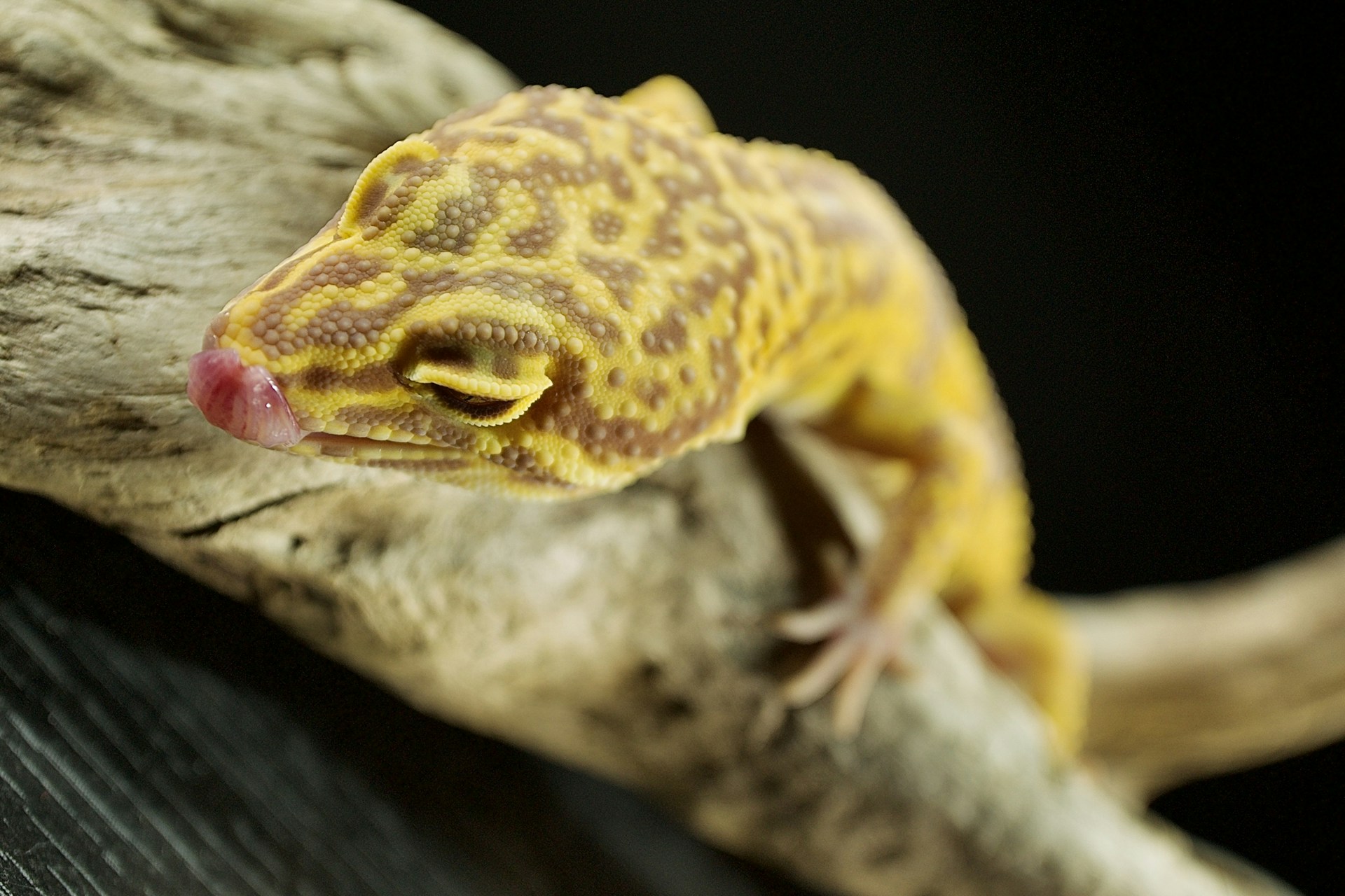 a yellow and brown gecko sitting on top of a tree branch