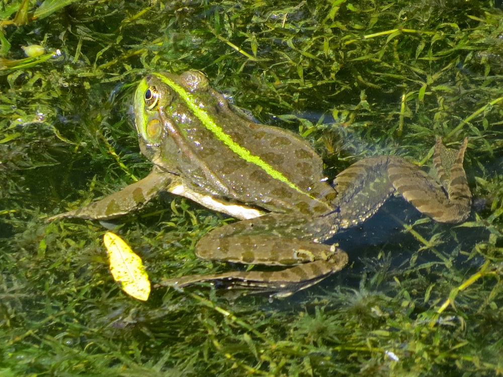 una rana che è seduta in un po 'd'acqua