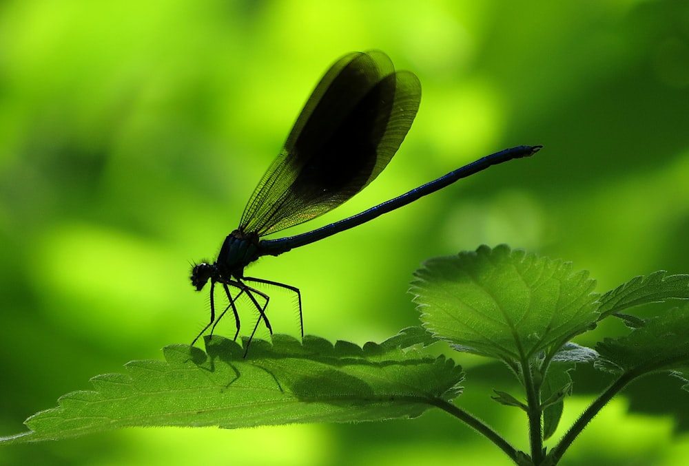 a black dragon flys over a leafy plant