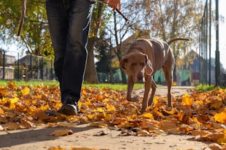 a person walking a dog on a leash
