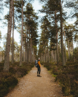 A person wearing outdoor gear walks along a dirt path through a dense forest. Tall pine trees line the path, creating a natural corridor. The forest floor is covered with dense shrubbery, and light filters through the canopy above, casting dappled shadows on the trail.