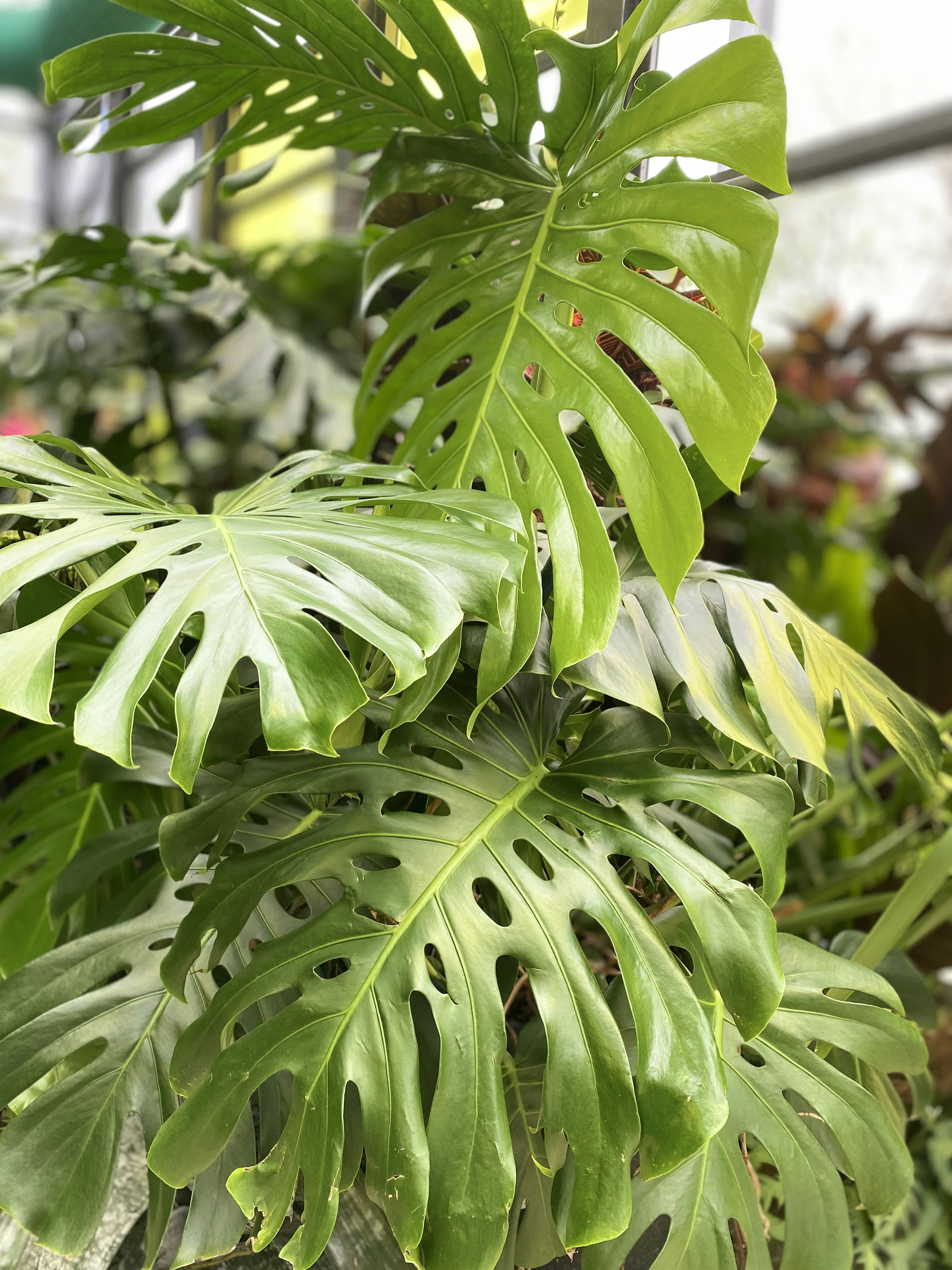 a large green leafy plant in a greenhouse