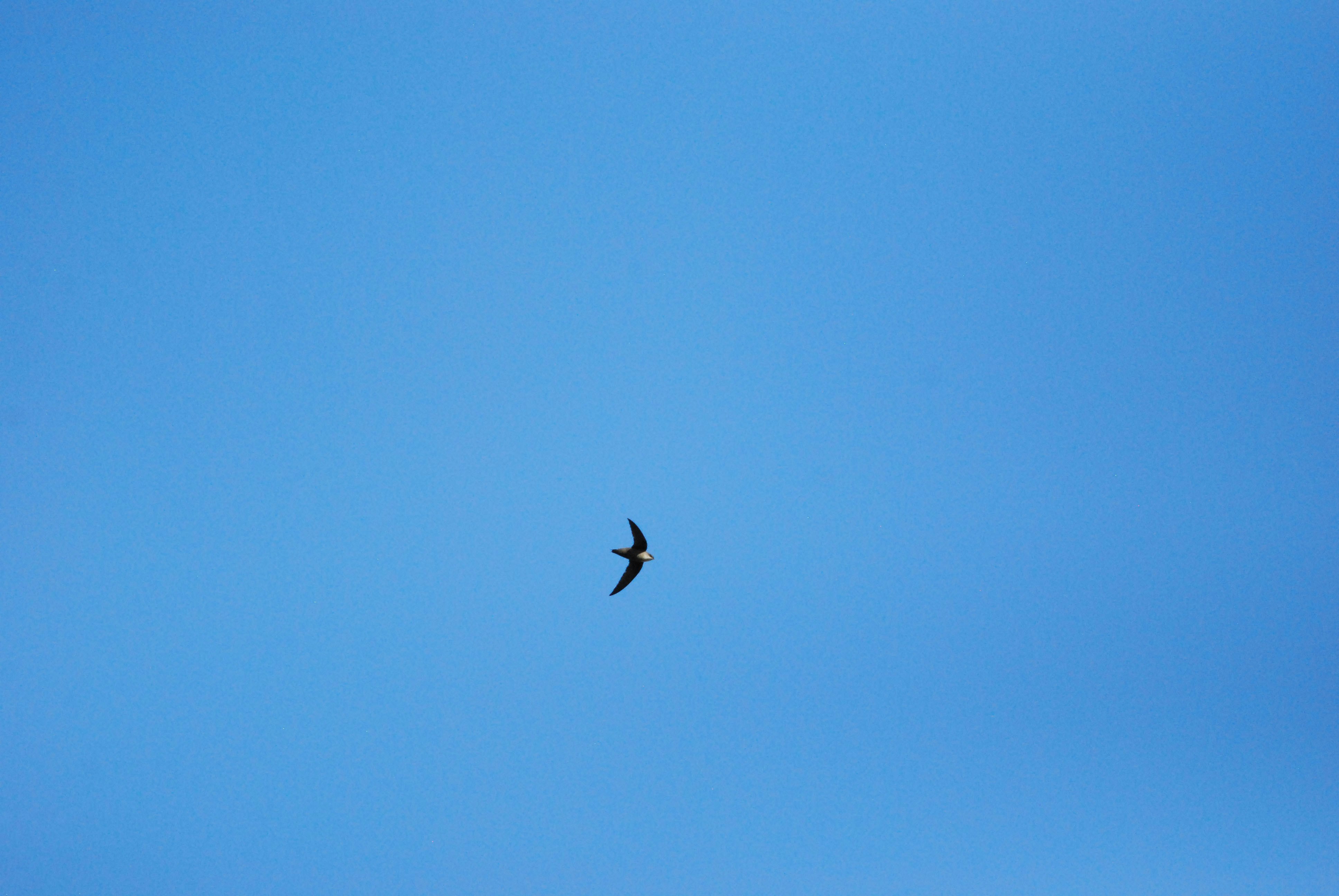 Chimney Swift Soars on Clear day