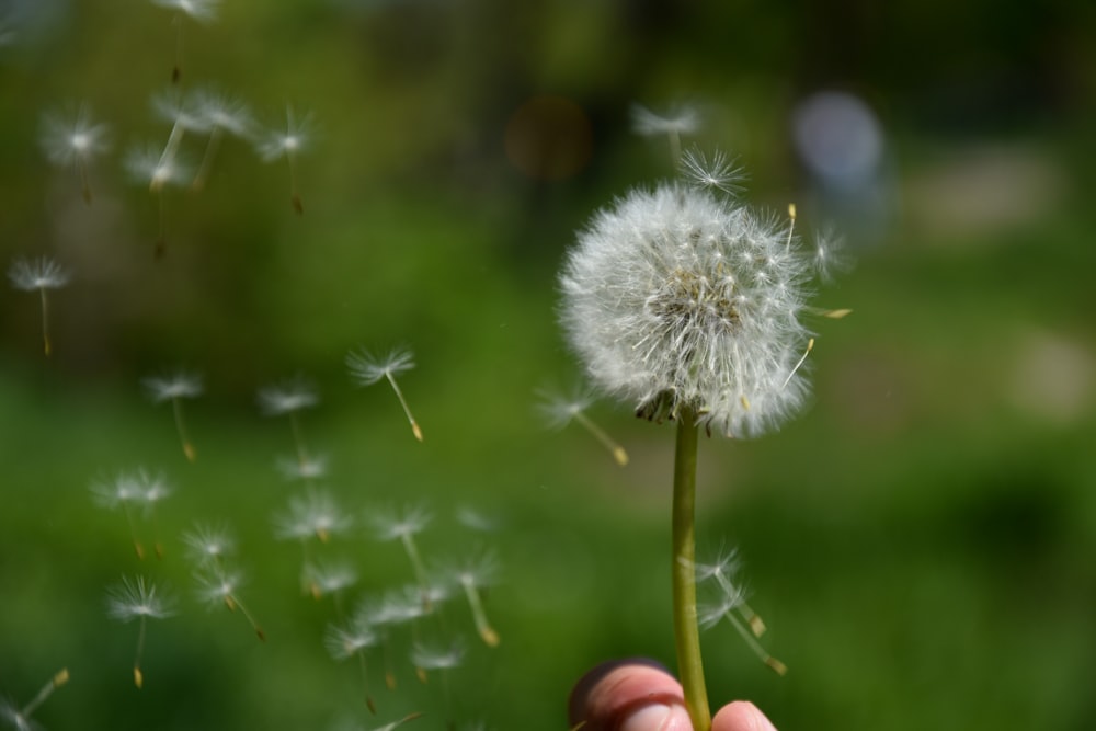 a person holding a dandelion in their hand