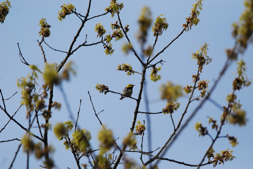 a small bird sitting on a branch of a tree