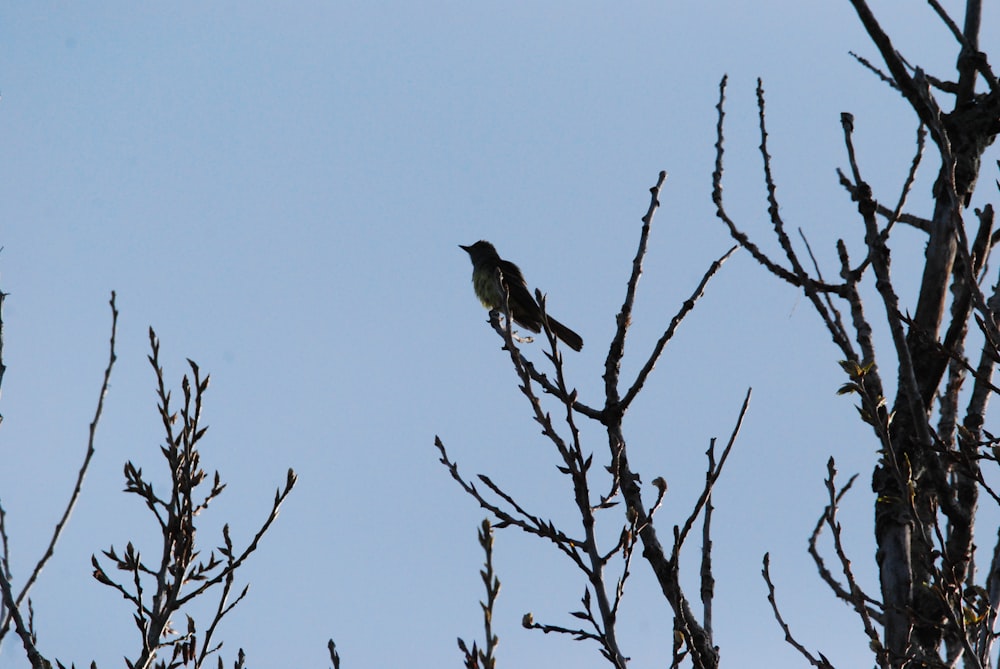 un uccello seduto sulla cima di un ramo d'albero