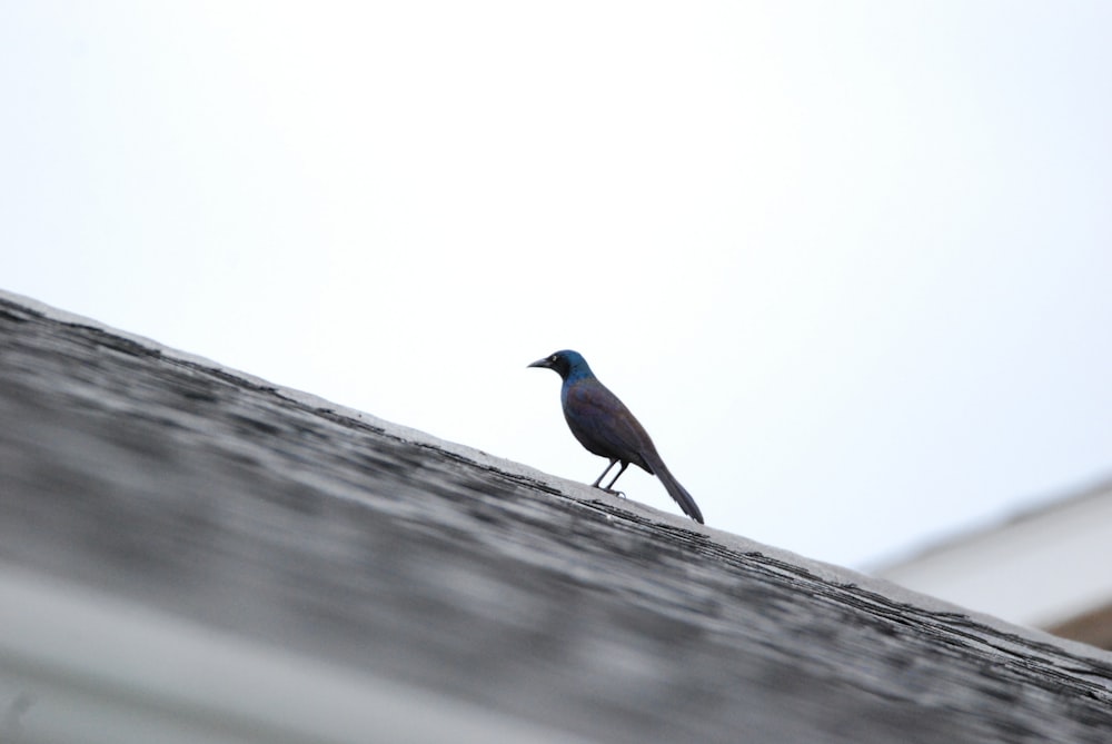 a small bird sitting on top of a roof