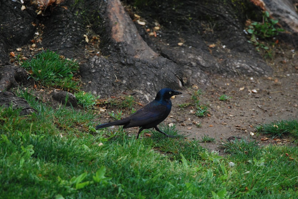 a black bird standing on top of a lush green field