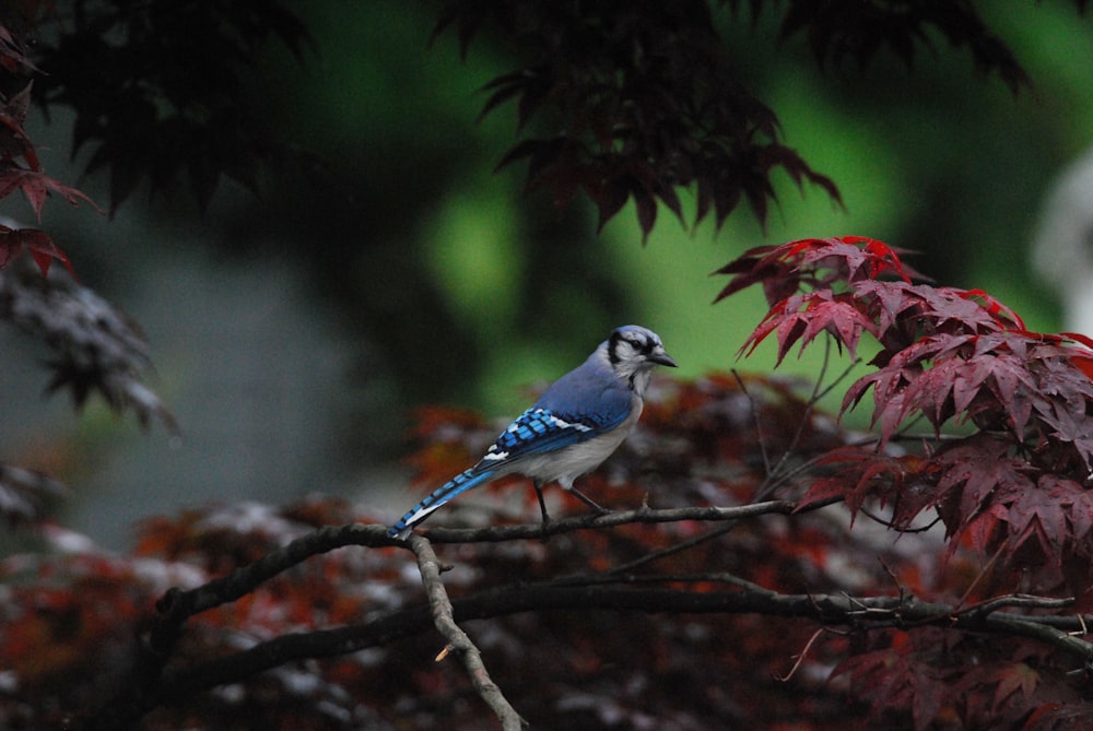 a small blue bird perched on a tree branch