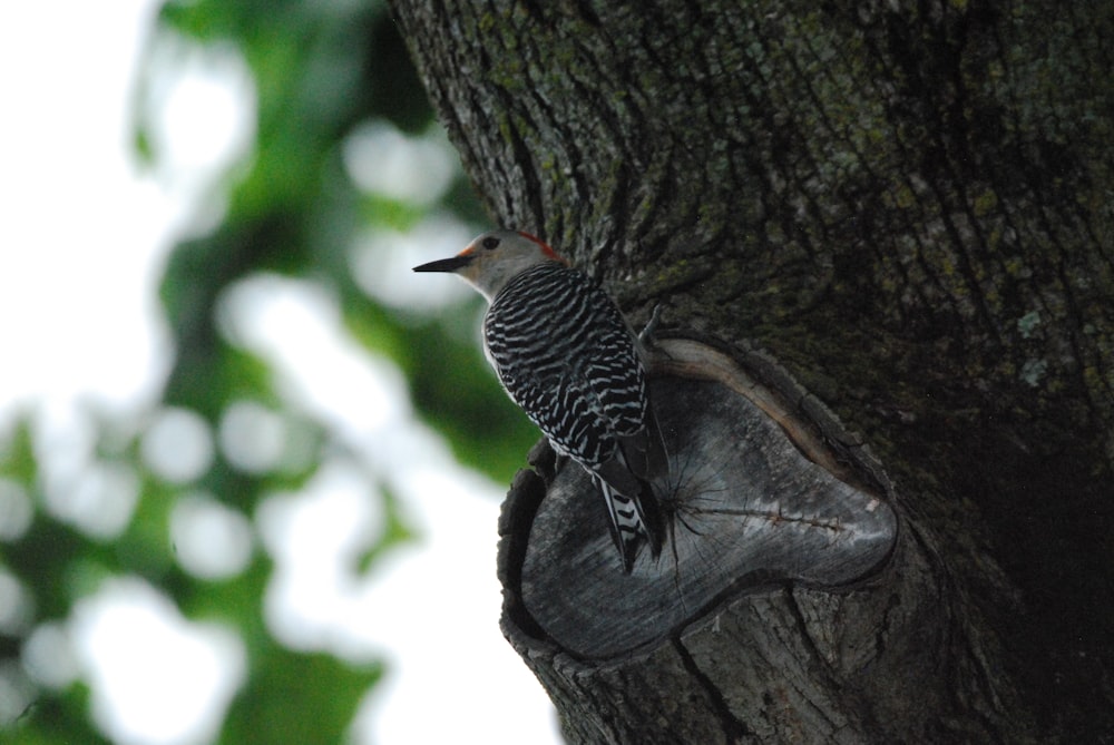 un oiseau est perché sur le flanc d’un arbre