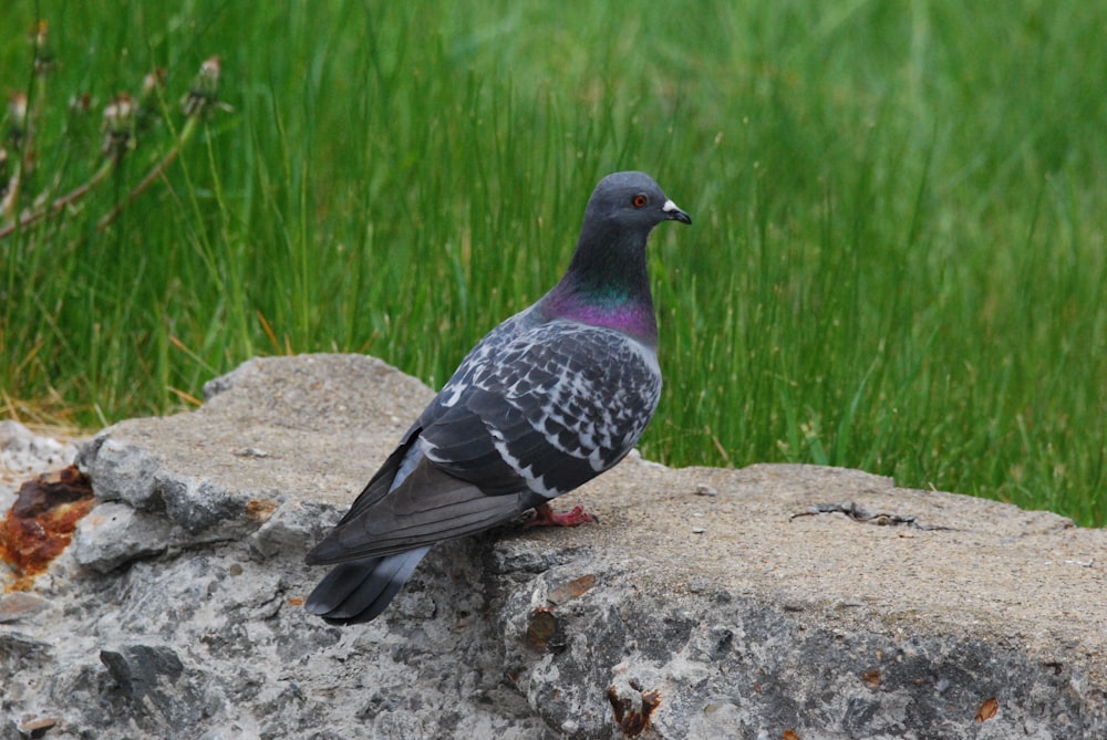 a pigeon sitting on a rock in the grass