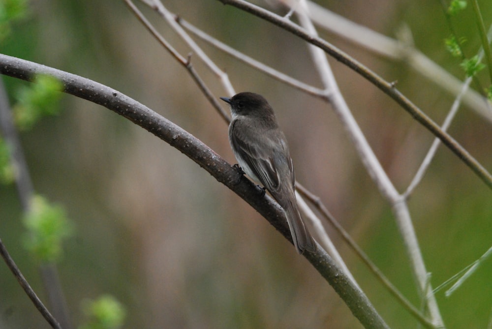 a small bird perched on a tree branch