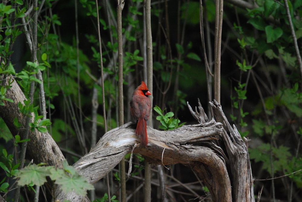 a red bird is sitting on a tree branch