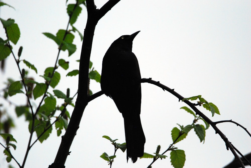 木の枝に座っている黒い鳥