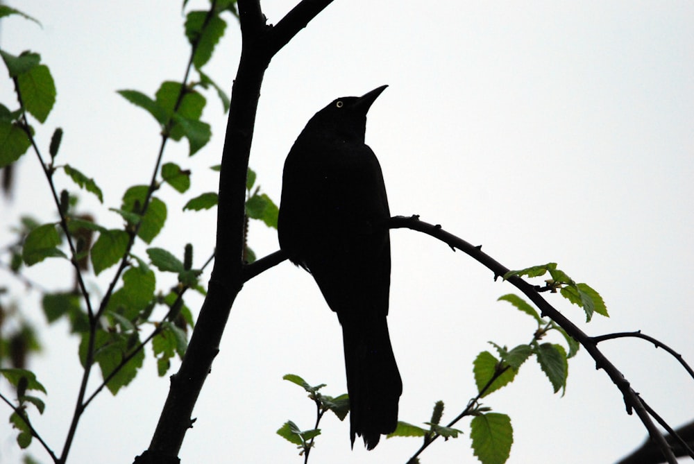 a black bird sitting on a branch of a tree