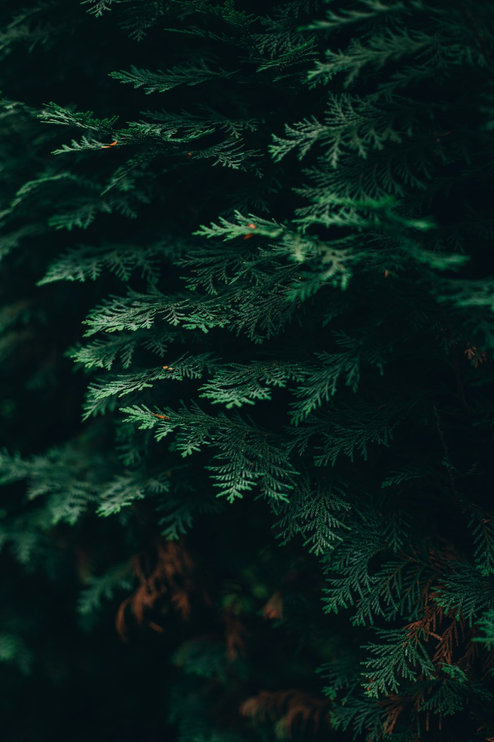 a close up of a pine tree with green needles