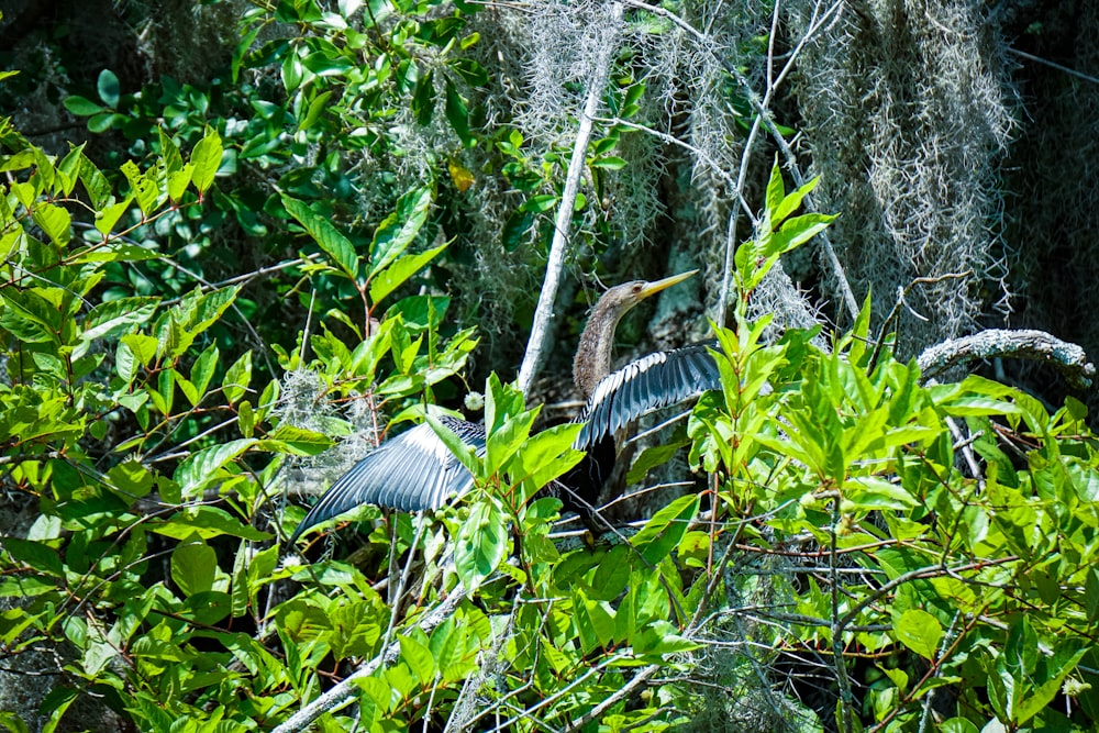 a bird with its wings spread out in the trees