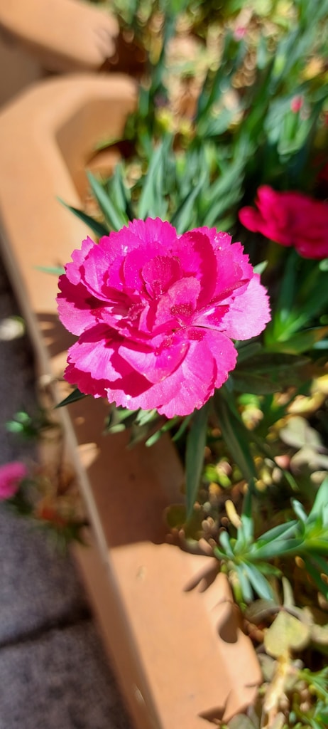 Pink Flowering Plant