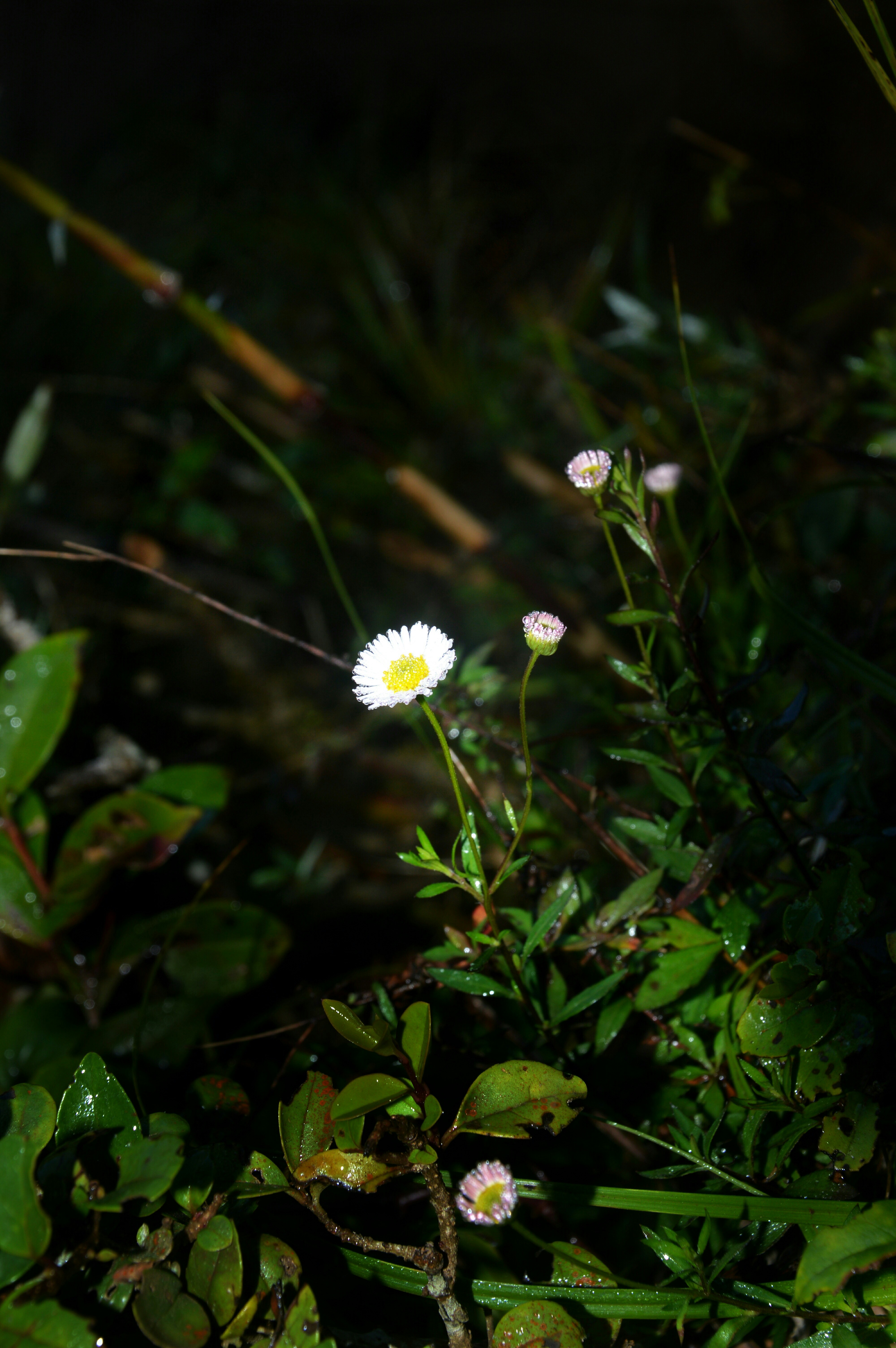 Photo by vijeshkolodi