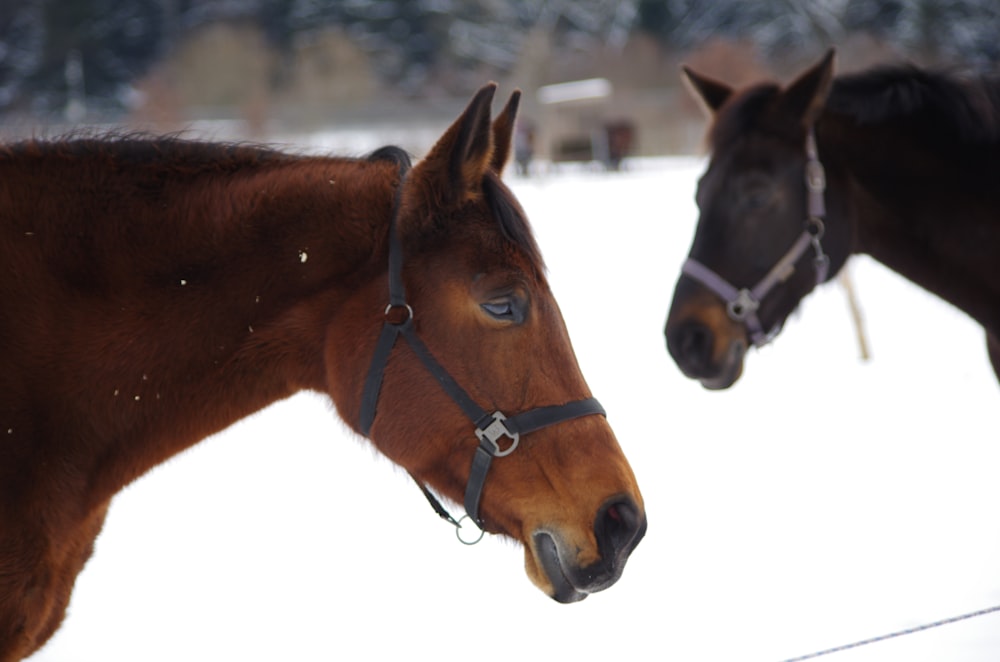 um par de cavalos que estão de pé na neve