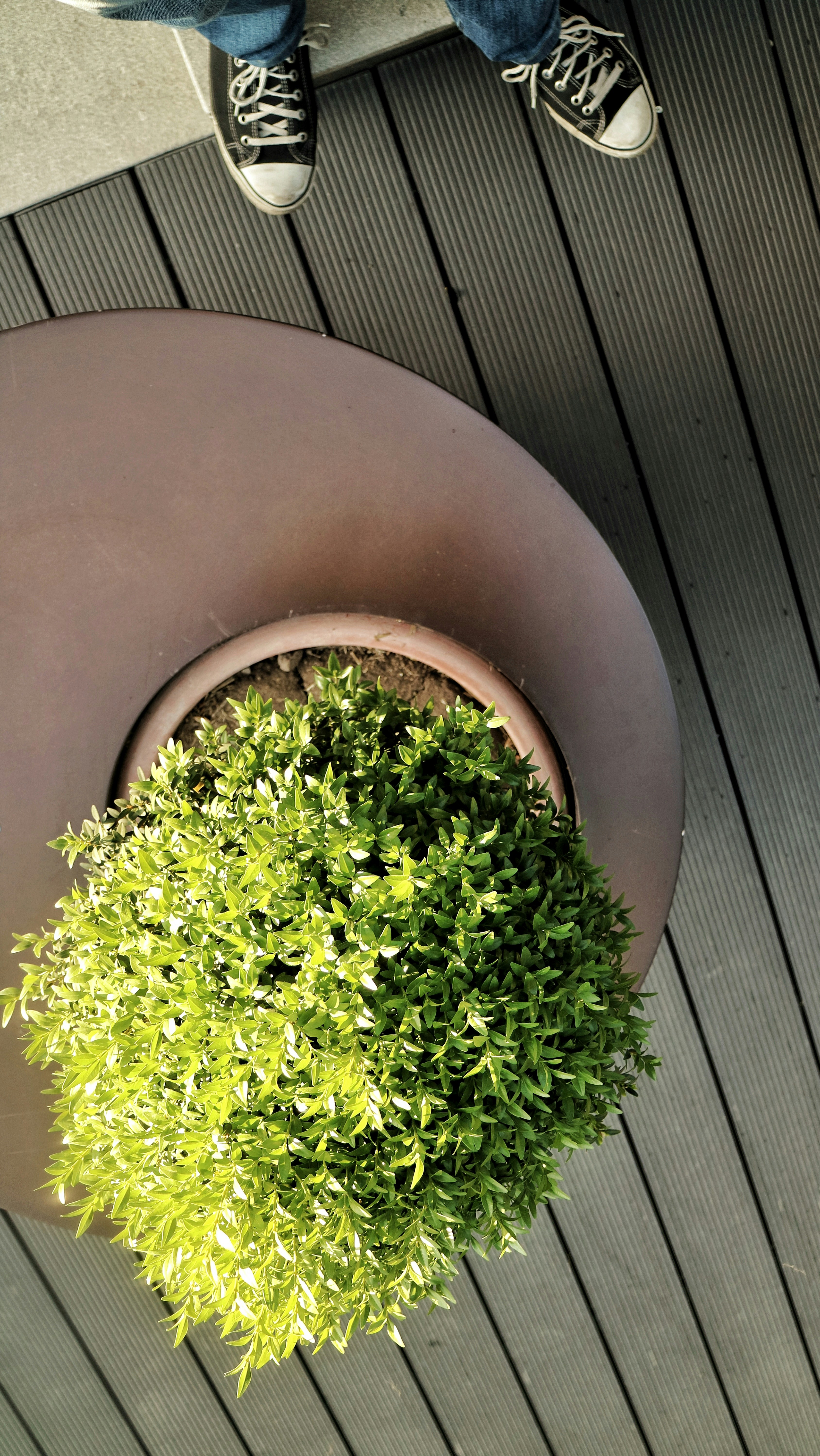 Elegant FRP Planter Pot