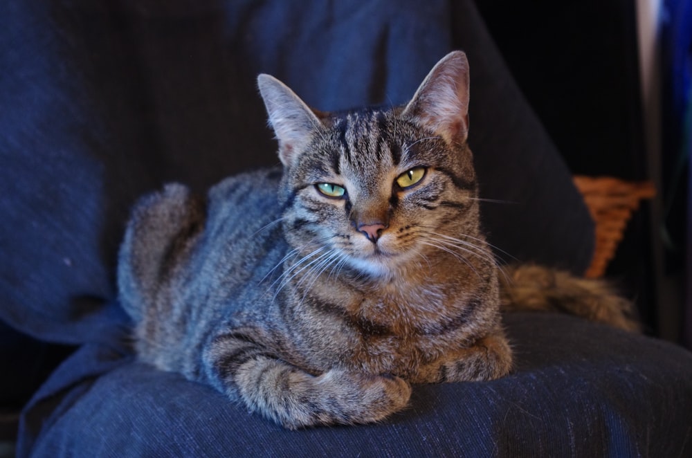 um gato está sentado em uma cadeira azul