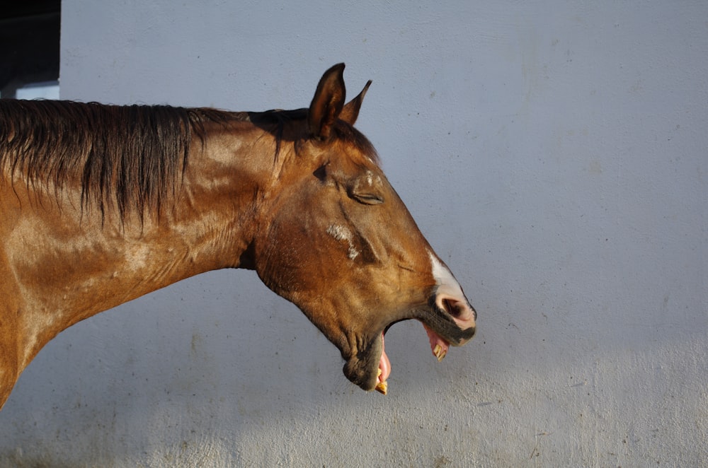 a brown horse with it's mouth open standing next to a wall
