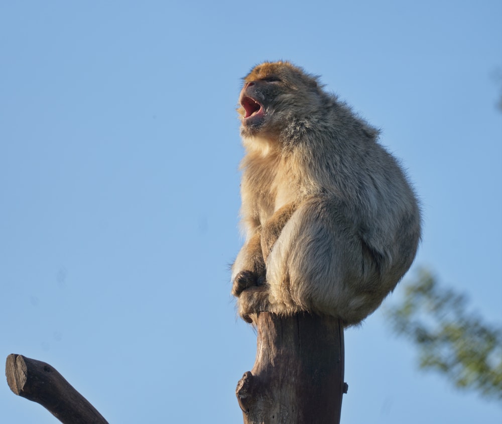 a monkey sitting on top of a tree branch