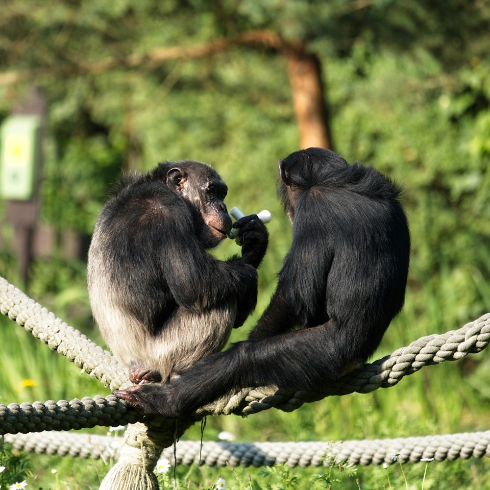 a couple of monkeys sitting on top of a rope