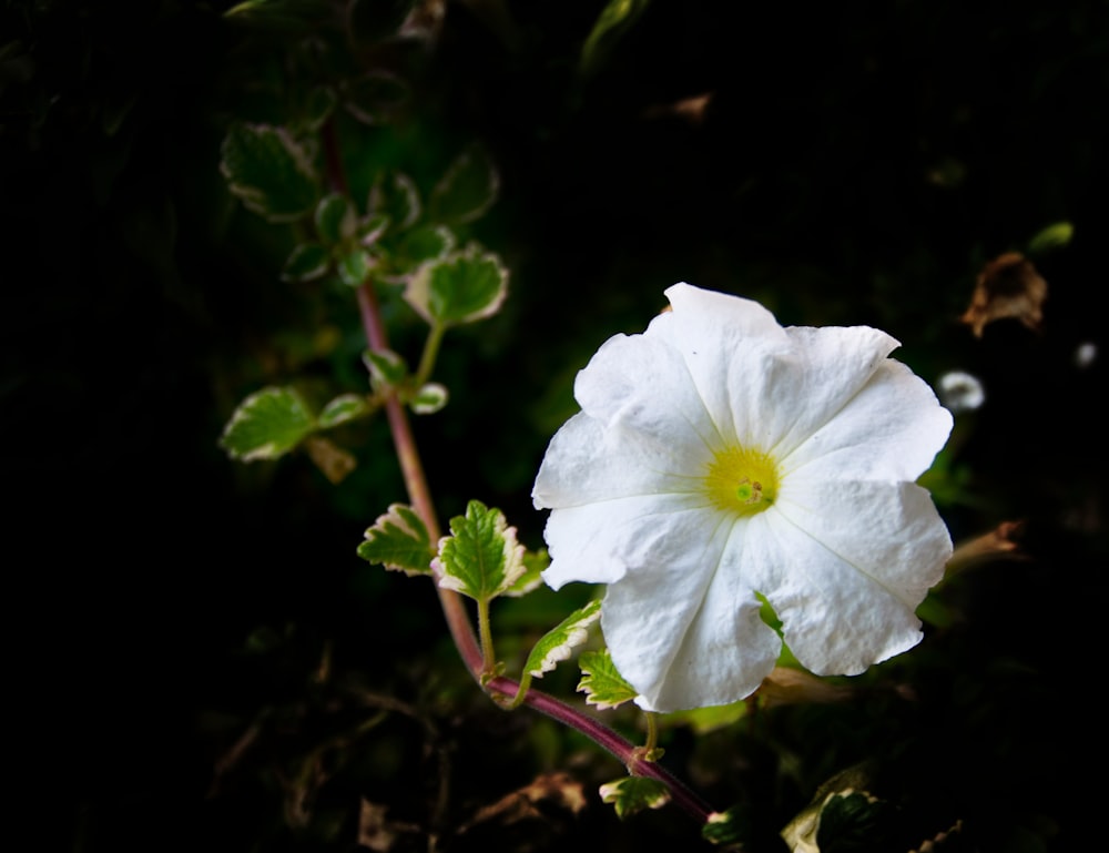 a white flower with green leaves on a black background