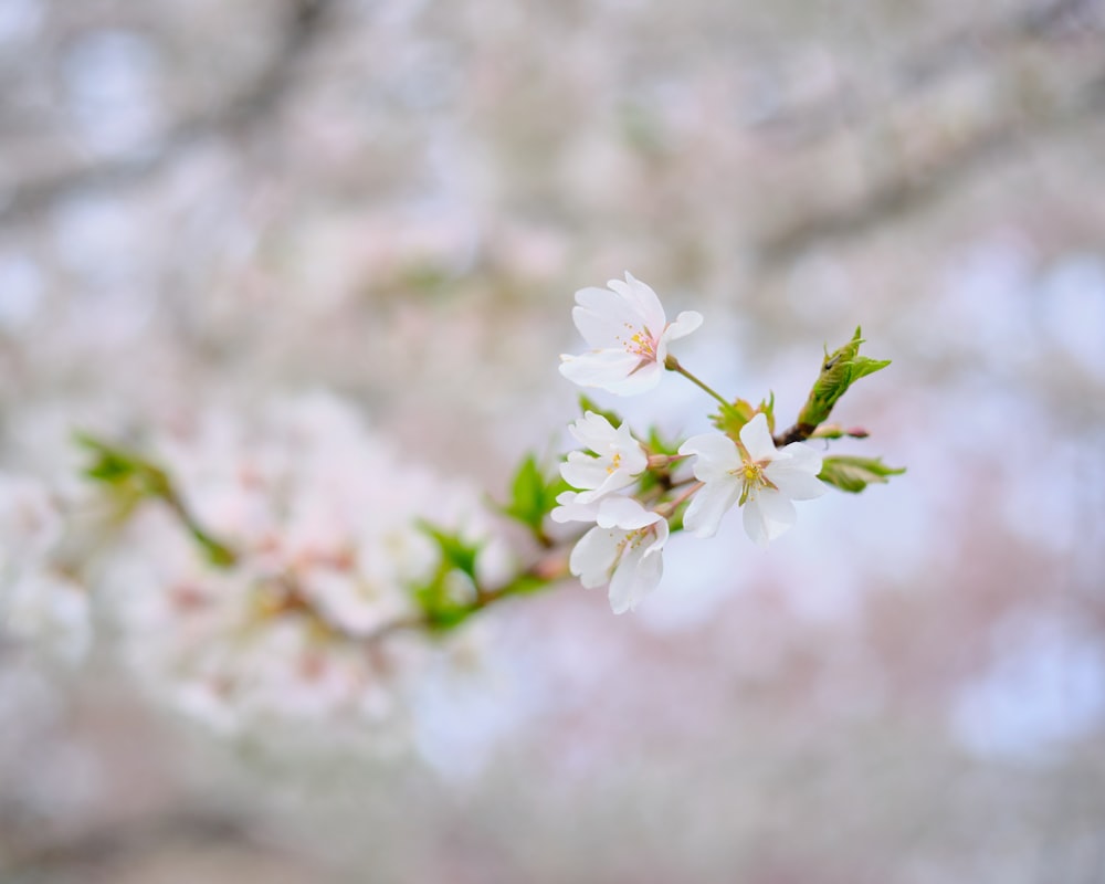 a branch of a tree with white flowers